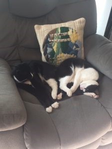 Two tuxedo cats cuddling on an armchair.