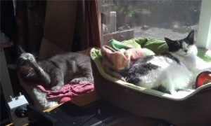Two cats sleeping on beds near each other.