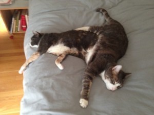 Two cats lying on a bed together.