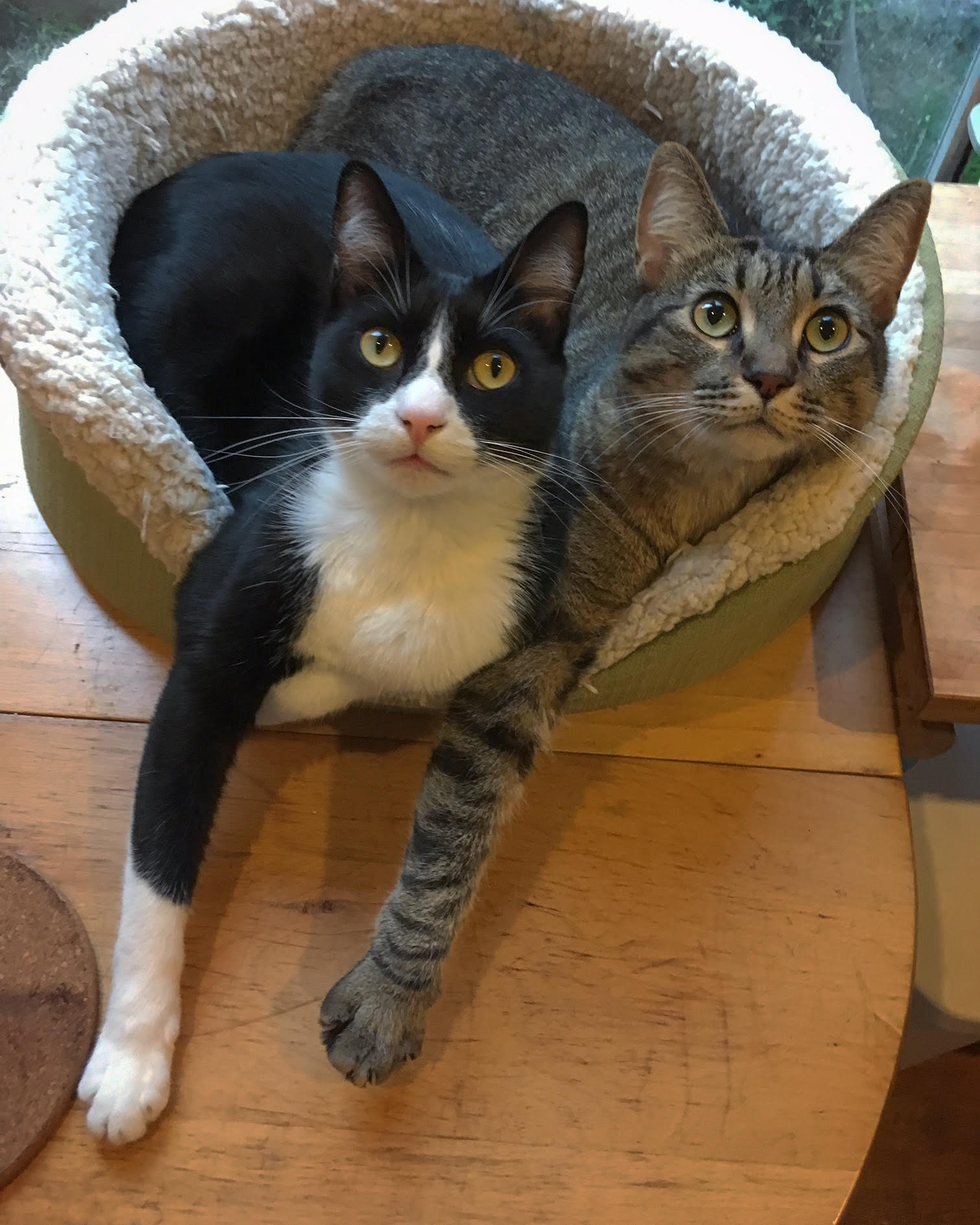 A grey tabby and a tuxedo cat cuddling together in a cat bed.