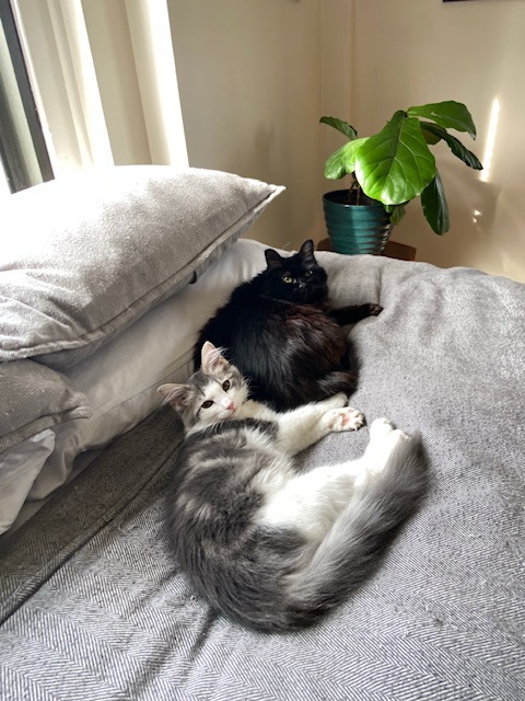 A black cat and a grey and white cat lying together on a bed.