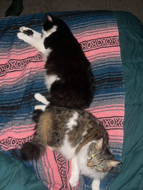 A black and white cat and tabby and white cat lying on a bed together.