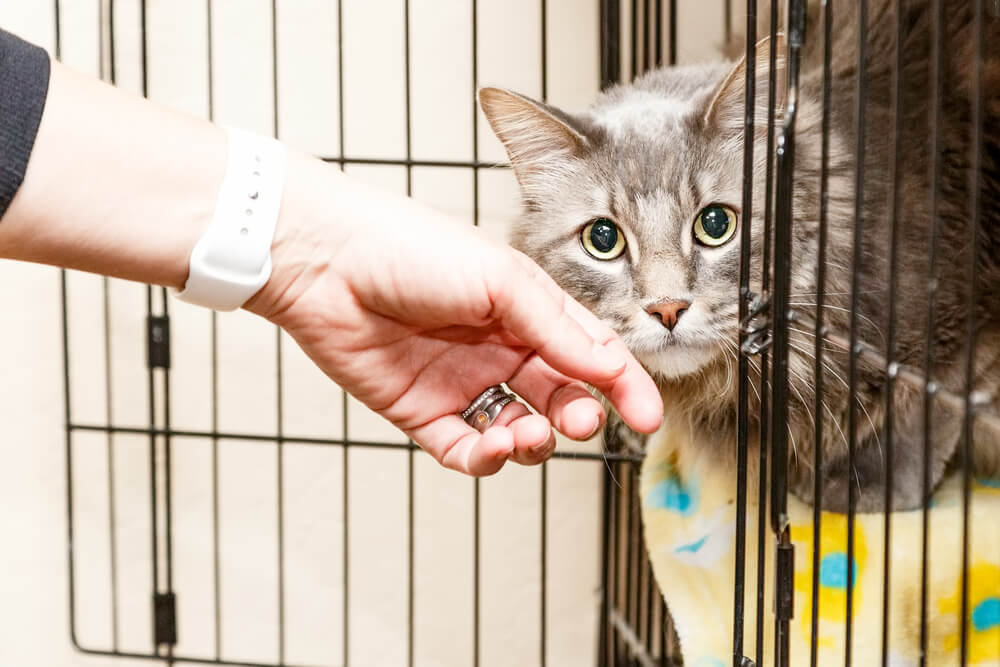 Scared grey cat in an animal shelter cage