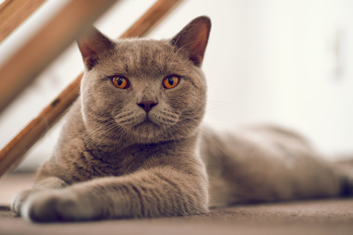 A grey British Shorthair cat lying down and facing the camera.