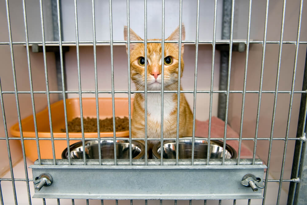 orange cat in a cage at an animal shelter
