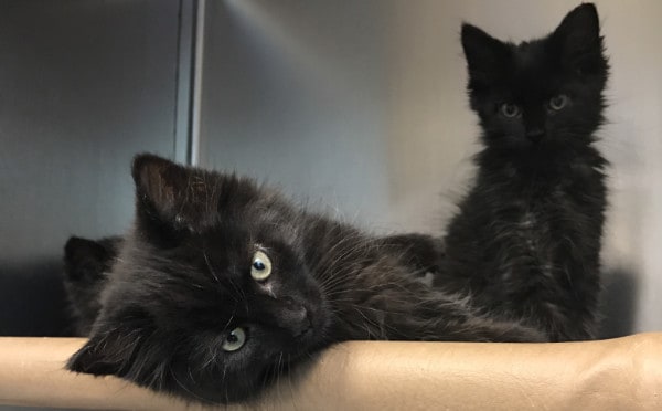 Two black kittens